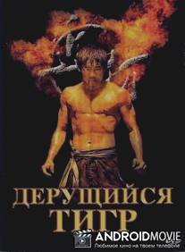 Дерущийся тигр / Kinta