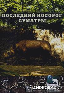 Animal Planet: Последний носорог Суматры / Animal Planet: The Last Rhino