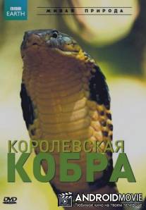 BBC: Королевская кобра / King Cobra and I