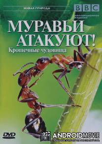 BBC: Муравьи атакуют / Ant Attack