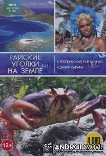 BBC: Тропический рай Борнео / Expedition Borneo
