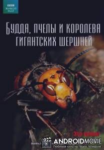 BBC: Живой мир. Будда, пчелы и королева гигантских шершней / BBC: The Natural World. Buddha Bees and the Giant Hornet Queen