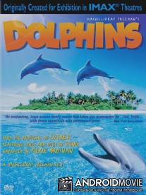 Дельфины / Dolphins