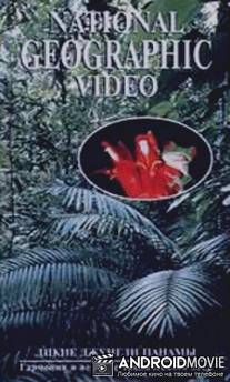 НГО: Дикие джунгли Панамы / NGS: Wild Panama