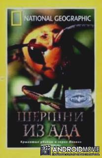 НГО: Шершни из ада / Hornets from Hell