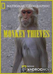 Обезьяны-воришки / Monkey Thieves