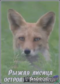 Рыжая лисица острова Хоккайдо / Wilderness in Japan: Hokkaido Red Fox
