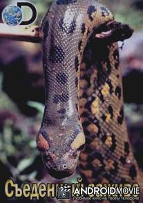 Съеденный заживо / Discovery. Anaconda: Eaten Alive