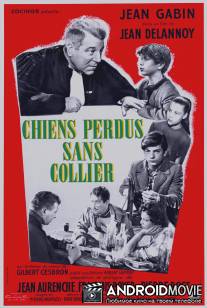 Бродячие собаки без ошейников / Chiens perdus sans collier