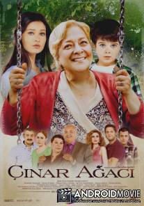 Чинара / Cinar agaci