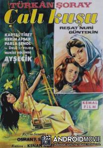 Королек - птичка певчая / Calikusu