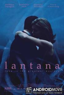 Лантана / Lantana