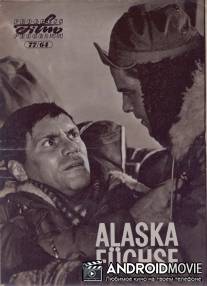 Лисы Аляски / Alaskafьchse