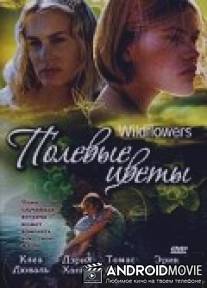 Полевые цветы / Wildflowers