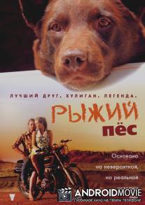 Рыжий пес / Red Dog