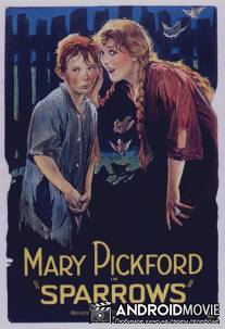 Воробушки / Sparrows