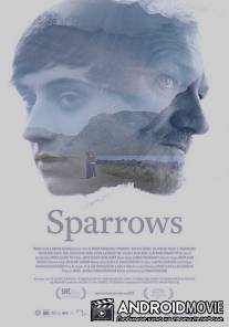 Воробьи / Sparrows