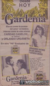 Гардения / Gardenia