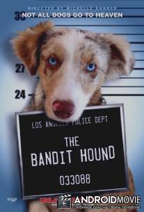 Пёс Бандит / The Bandit Hound
