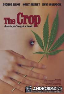 Урожай / Crop, The