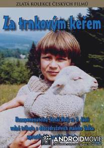 За кустами терновника / Za trnkovym kerem