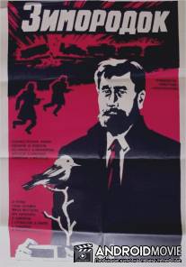 Зимородок / Zimorodok